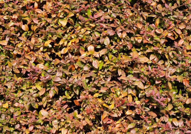 Przycięty żywopłot z berberysu