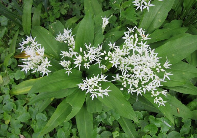 Zdrowy, pachnący, łatwy w uprawie. Czosnek niedźwiedzi to roślina idealna