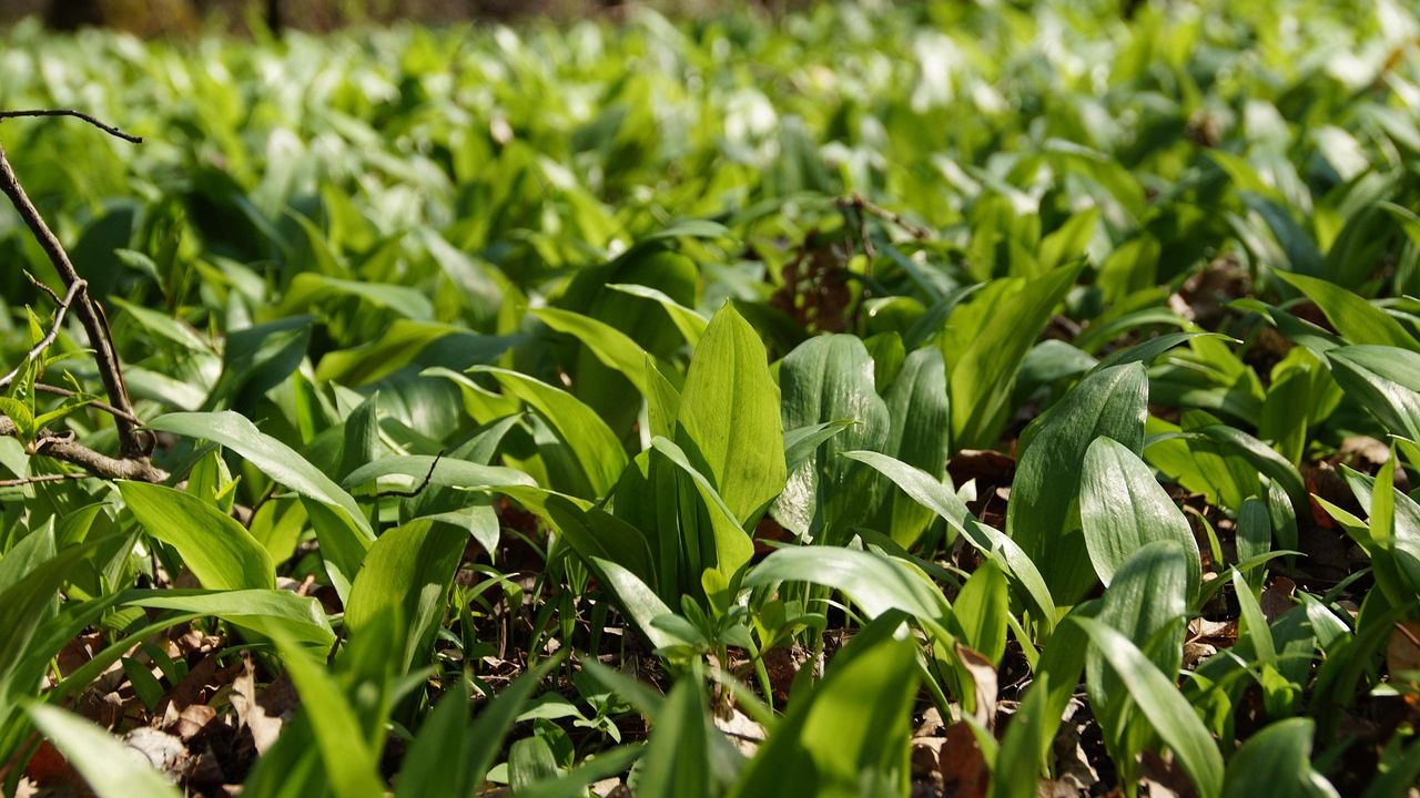 Liście czosnku niedźwiedziego