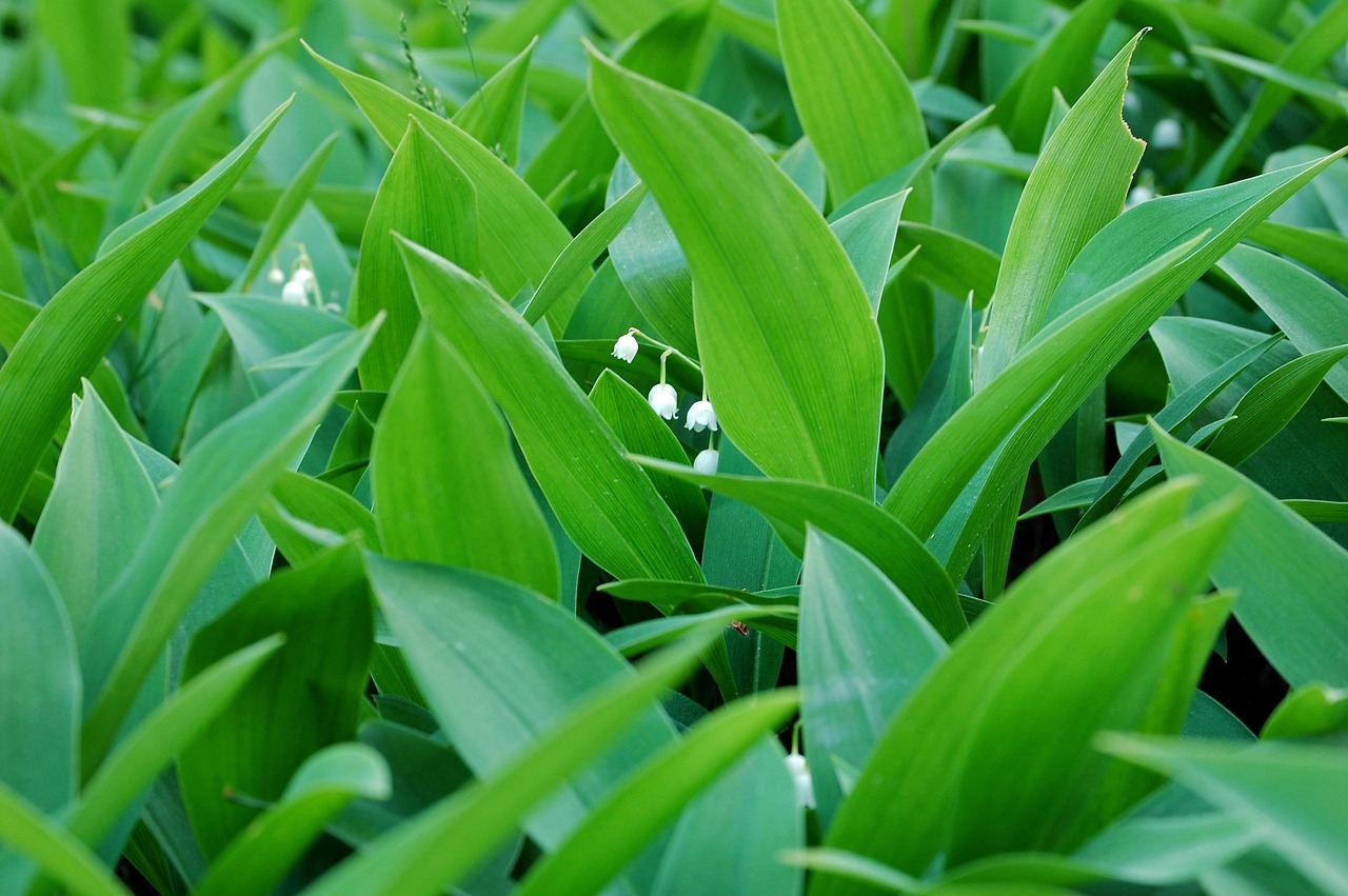 Konwalia majowa - jej liście przypominają czosnek niedźwiedzi