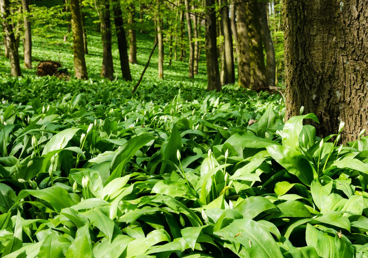 Łany czosnku niedźwiedziego w lesie