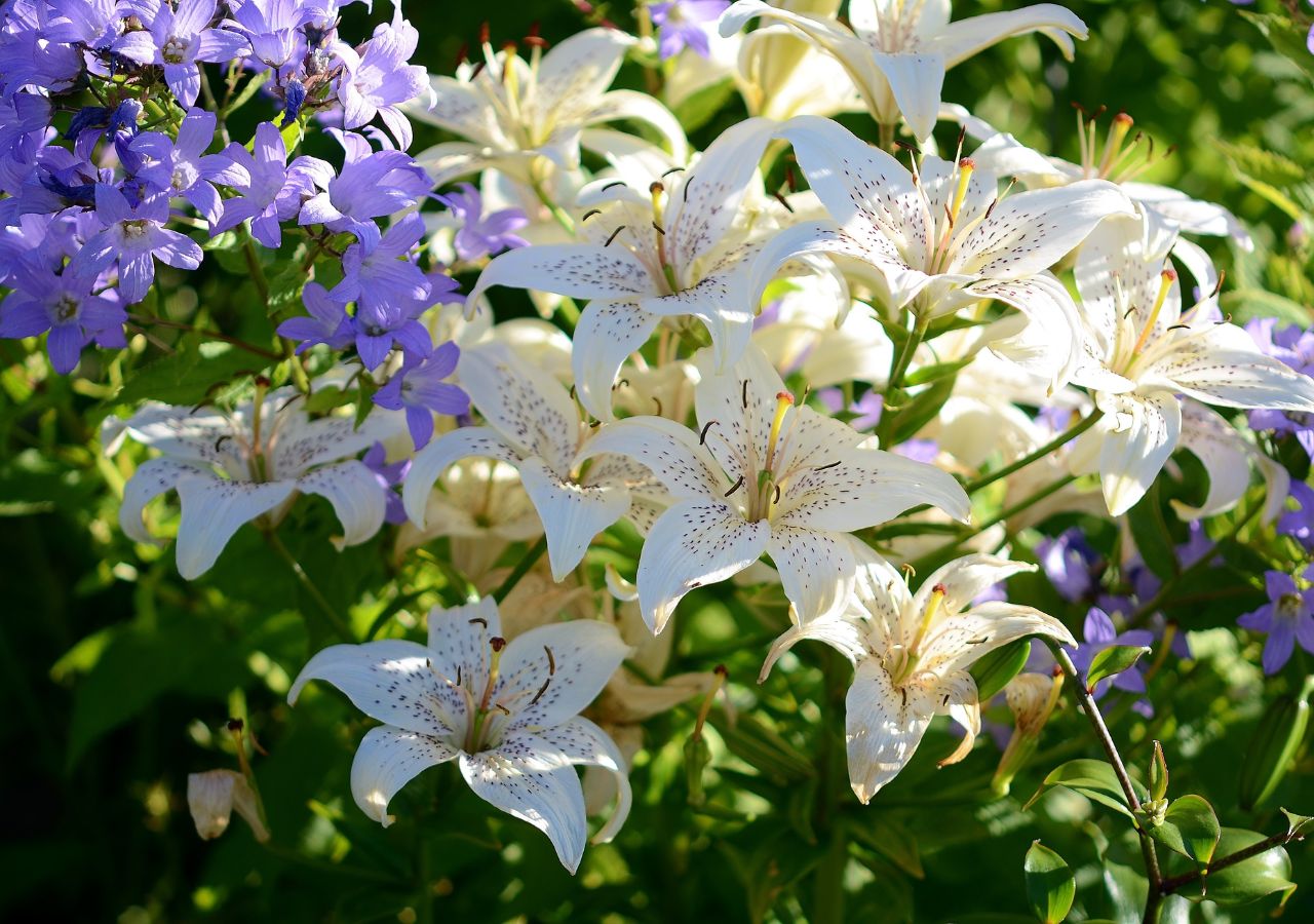 Kwitnące lilie azjatyckie w ogrodzie