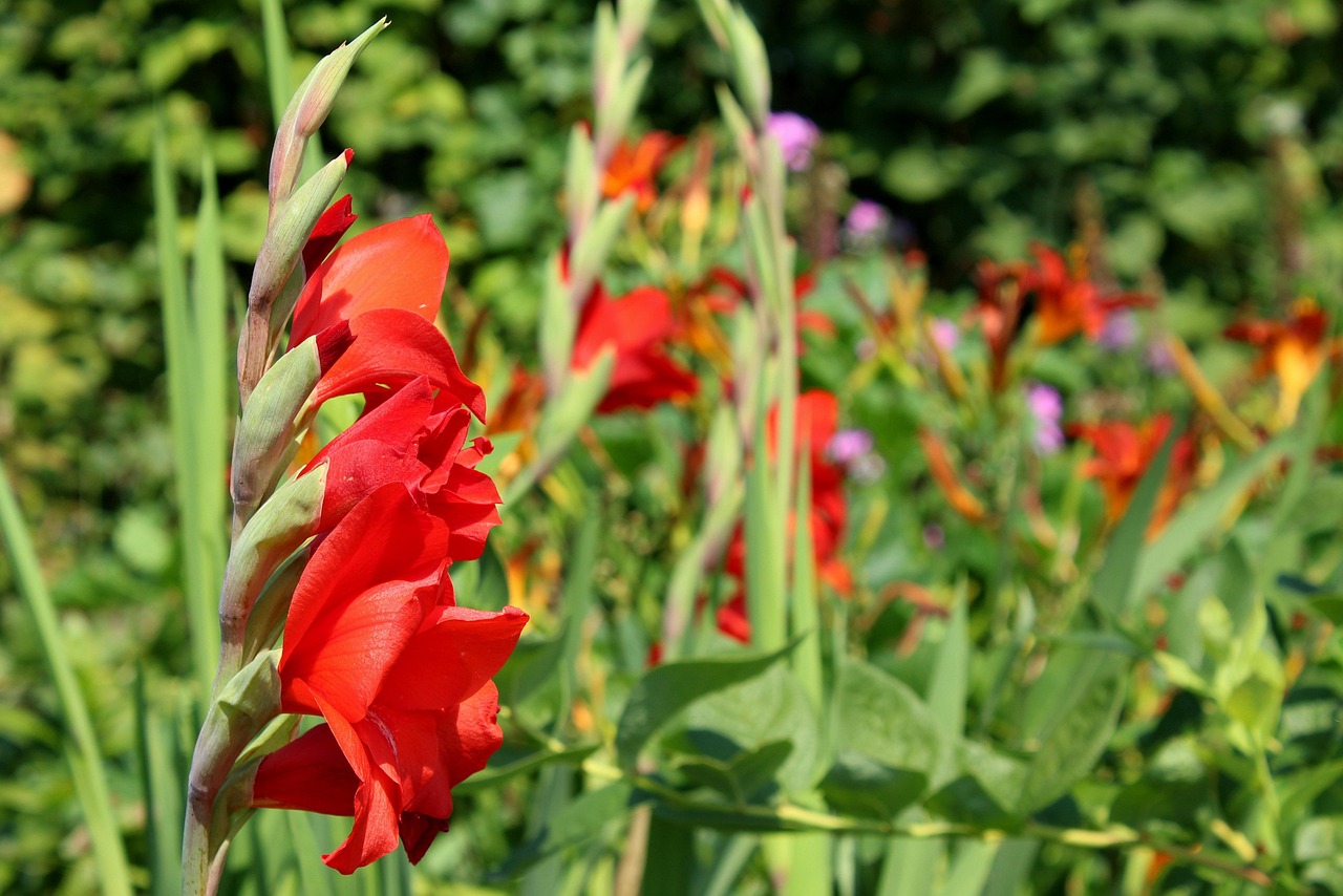 Kwitnące mieczyki na rabacie