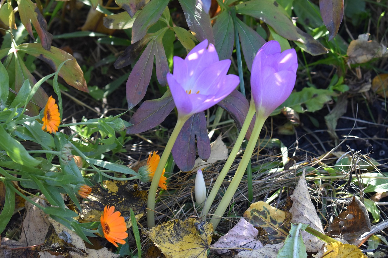 Zimowity na rabacie obok nagietków