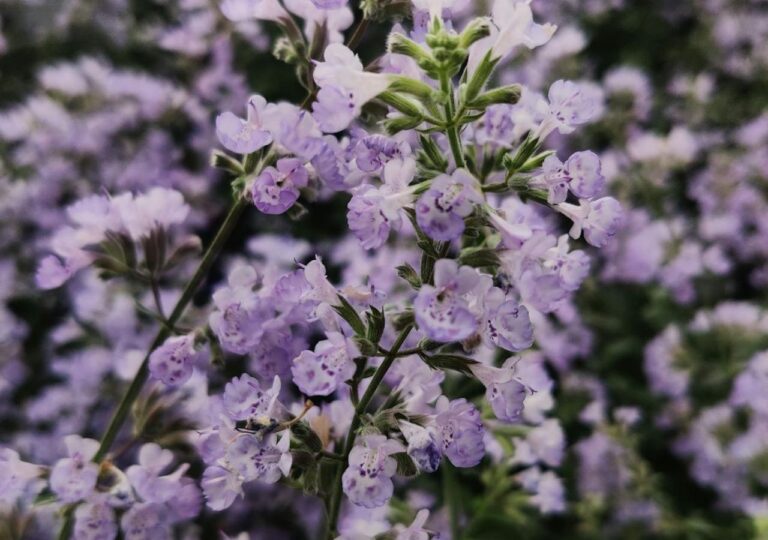 Kocimiętka. Twój balkon może wyglądać jak łąka – wystarczy ta roślina