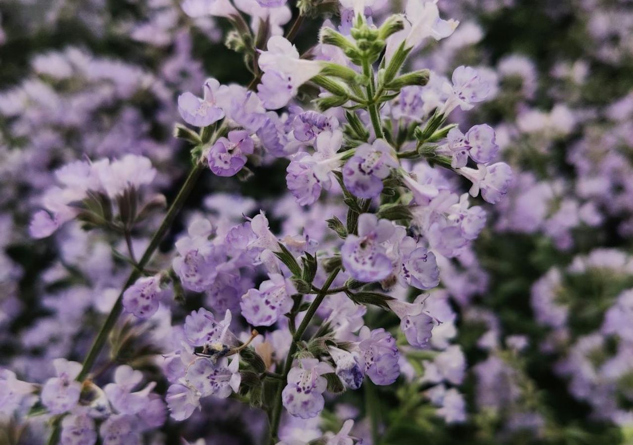 Kocimiętka. Twój balkon może wyglądać jak łąka – wystarczy ta roślina