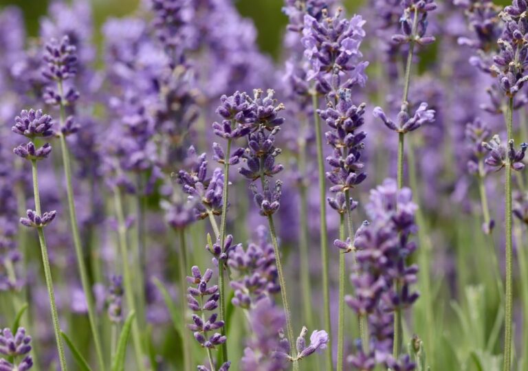 Kwitnąca lawenda