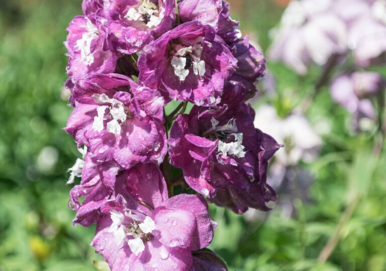 Powrót ogrodowej legendy. Lewkonia znów w centrum uwagi