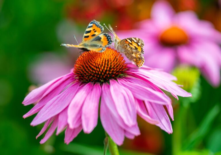 Purpurowe jeżówki. Te kwiaty sprawią, że motyle zamieszkają w twoim ogrodzie