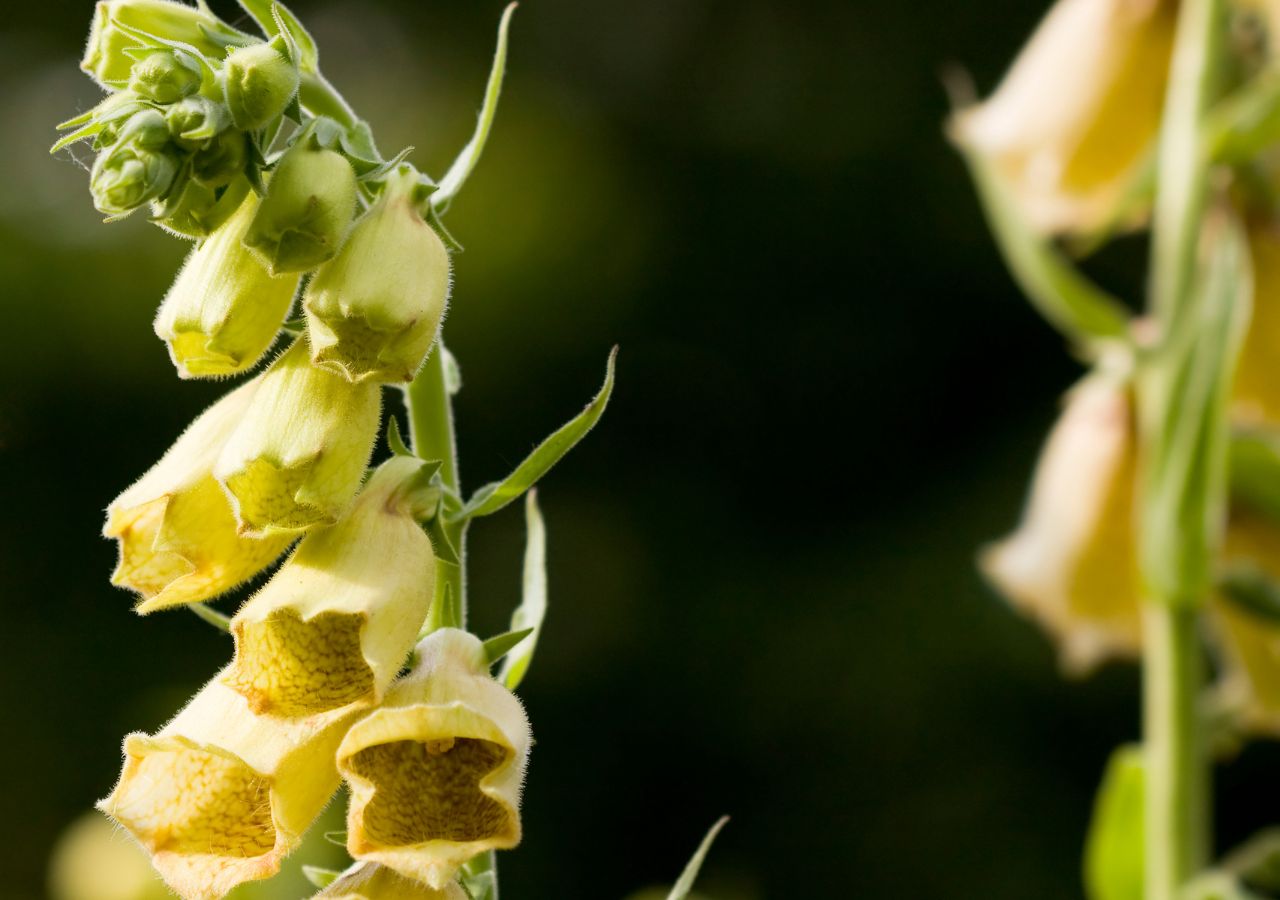 Naparstnica zwyczajna. Kwitnie przy szlaku, ale może zabić. Ten kwiat to śmiertelne zagrożenie