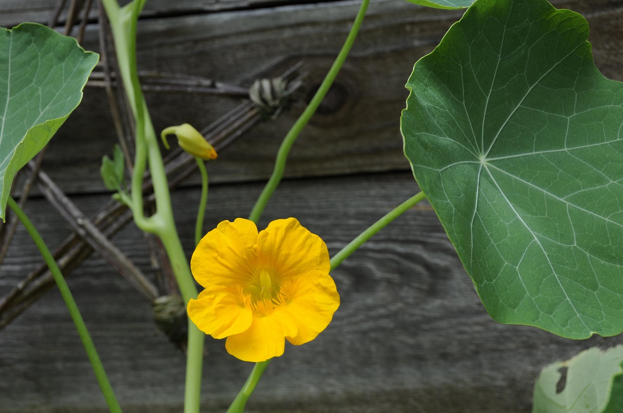 Nasturcja ratuje ogórki! Naturalna ochrona, którą pokochasz od pierwszego sezonu