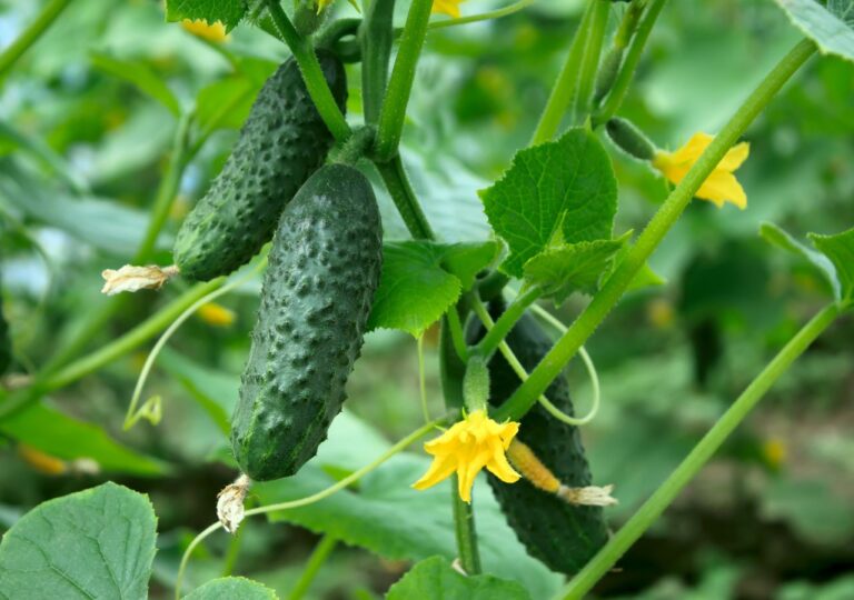 Jeden prosty trik i twoje ogórki będą bezpieczne! Wystarczy posiać ten kwiat