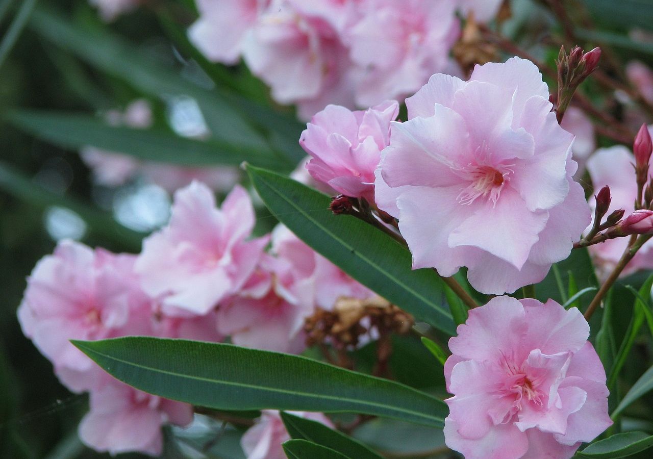 Piękny, ale niebezpieczny. Oleander może być groźna dla dzieci i zwierząt