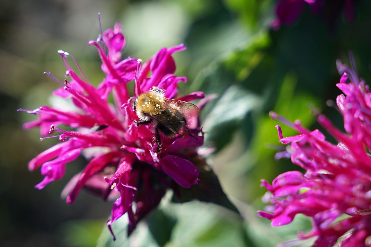 Pysznogłówka przyciąga nie tylko motyle, ale także pszczoły