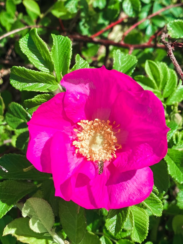 Róża pomarszczona (Rosa rugosa)