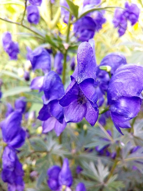 Tojad rośnie w Polsce w stanie naturalnym. To nie bajka – ta piękna roślina zawiera silną truciznę