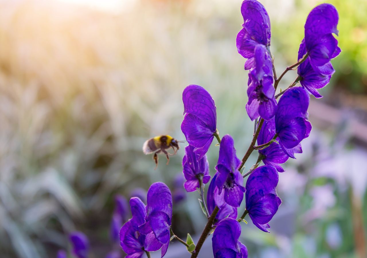 Tojad wygląda niewinnie, ale lepiej nie dotykać go gołymi rękami