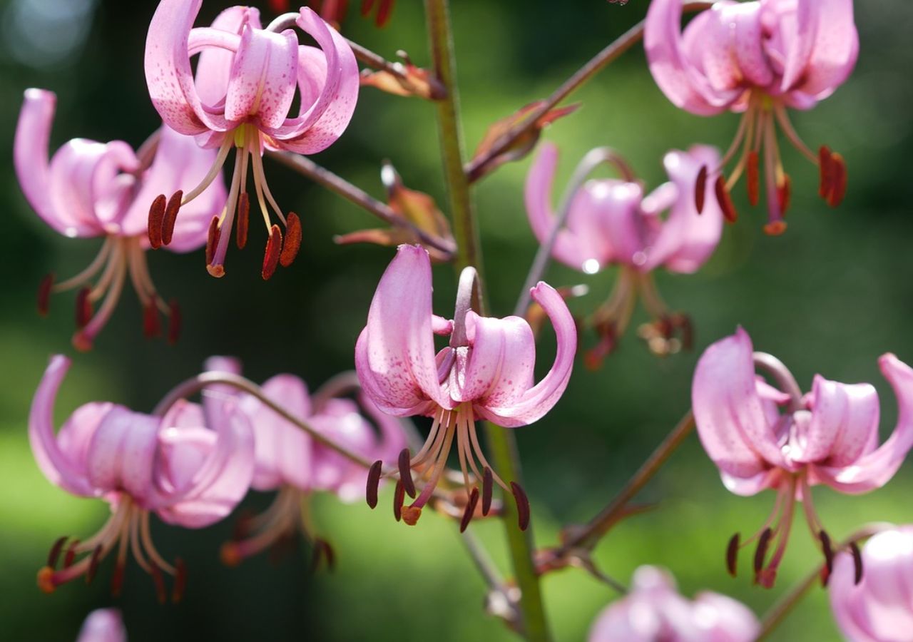 Lilia złotogłów. Niezwykła lilia z polskich lasów. Jej kwiaty zachwycają kolorem i pokrojem