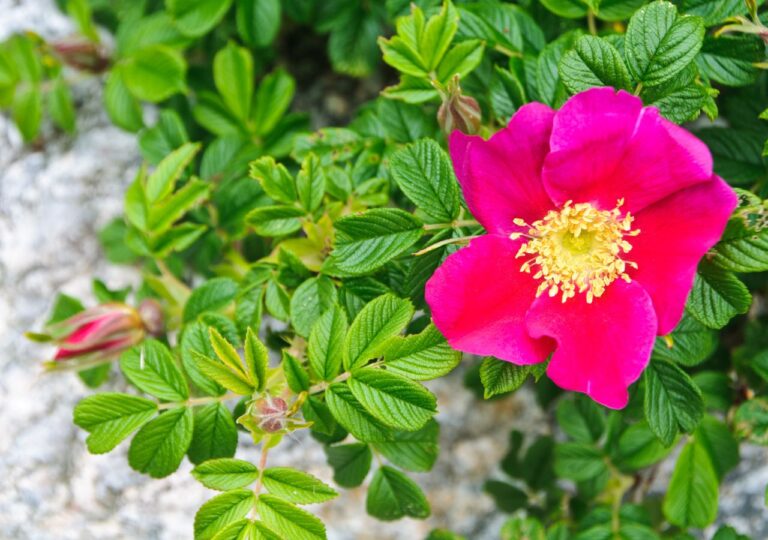 Róża pomarszczona (Rosa rugosa) to w Polsce obcy gatunek inwazyjny