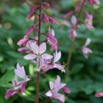Dyptam jesionolistny - chroniona roślina reliktowa