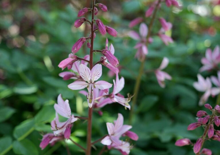 Dyptam jesionolistny - chroniona roślina reliktowa