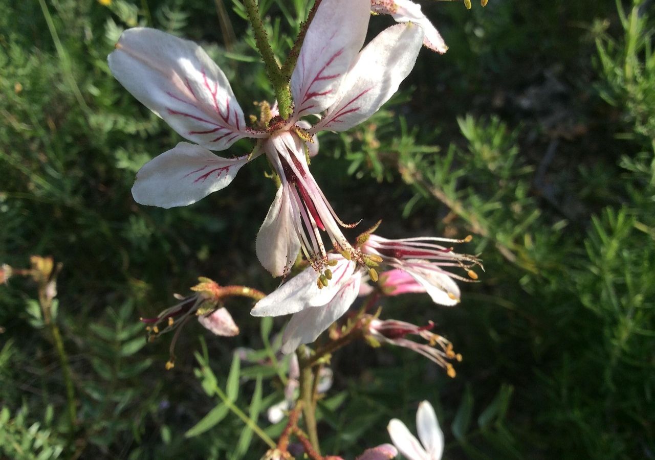 Dyptam jesionolistny może być niebezpieczny. Kontakt z rośliną może wywoływać oparzenia