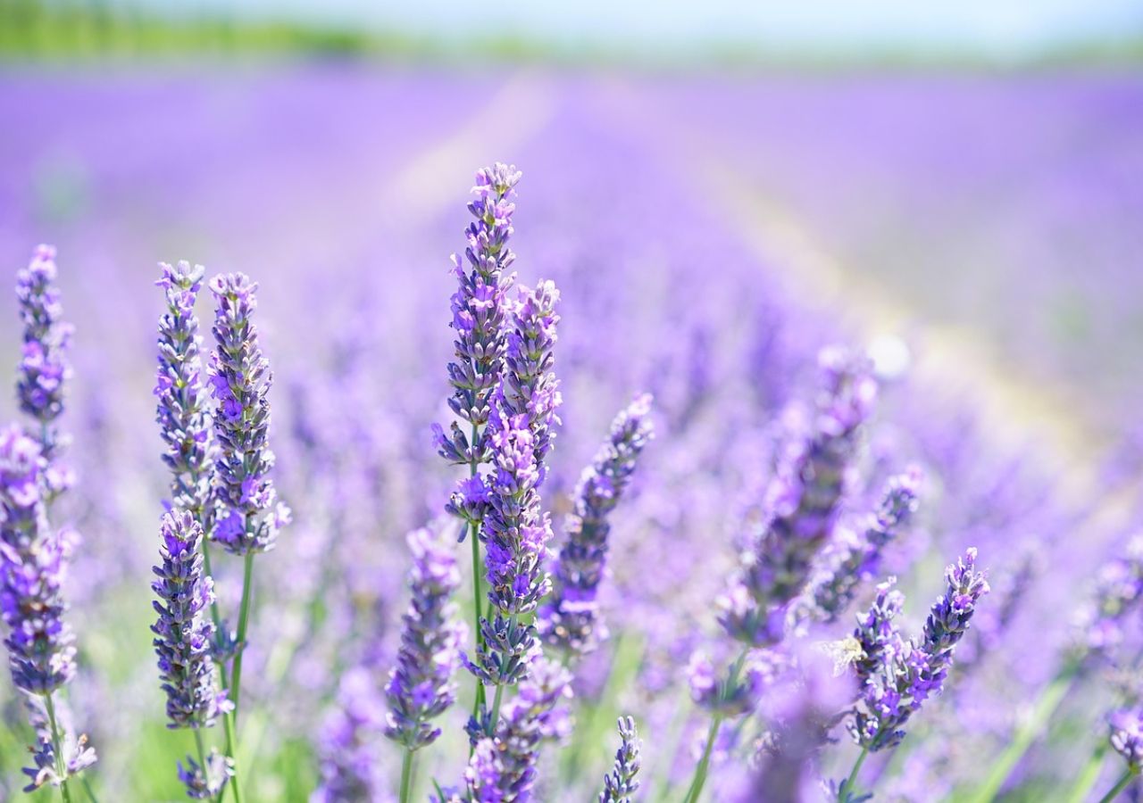 Kwitnąca lawenda wąskolistna. Odkryj najtrwalsze odmiany odporne na mróz