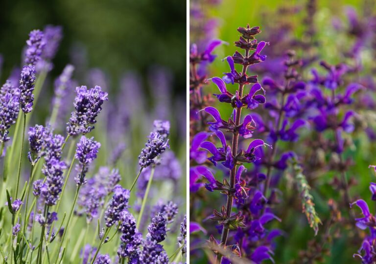 Lawenda i szałwia omszona. Piękne rośliny na słoneczne rabaty