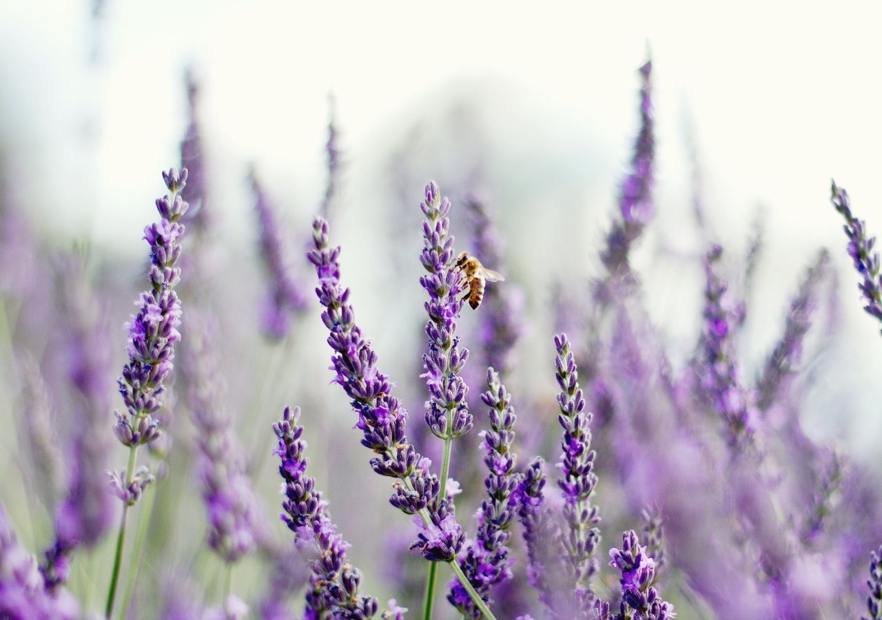 Lawenda wąskolistna