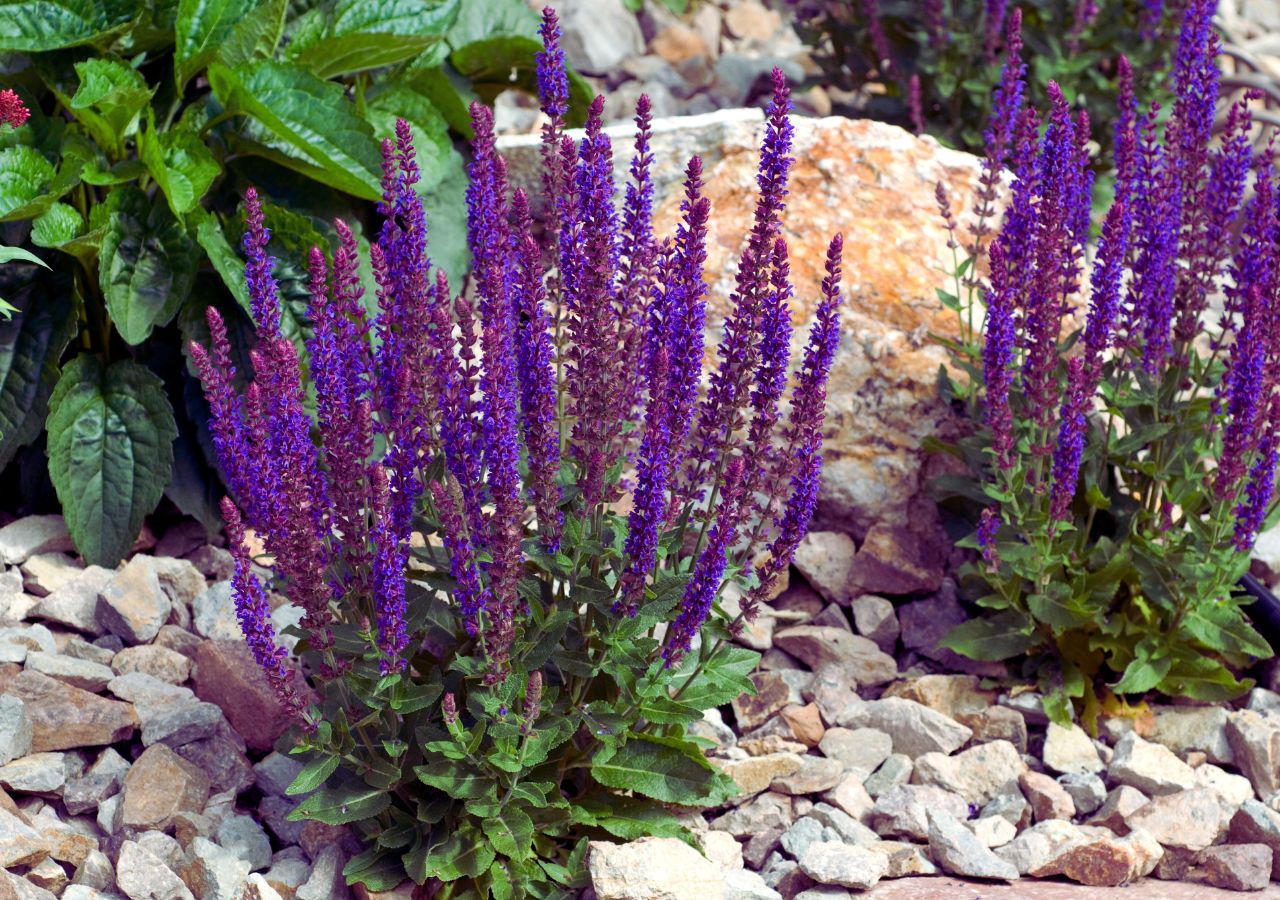 Szałwia omszona na rabacie wysypanej gryzem
