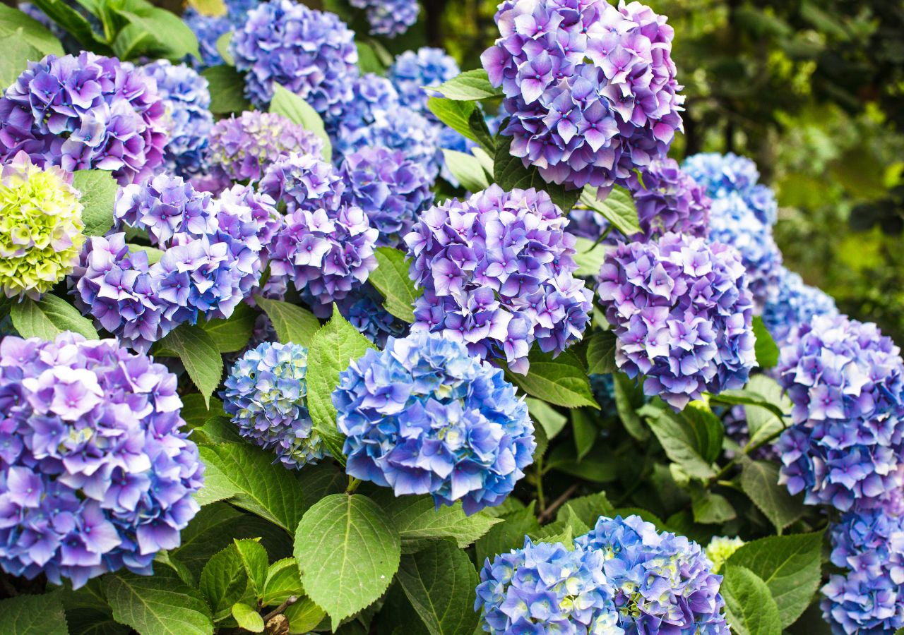 Hortensje ogrodowe kwitnące na niebiesko i różowo