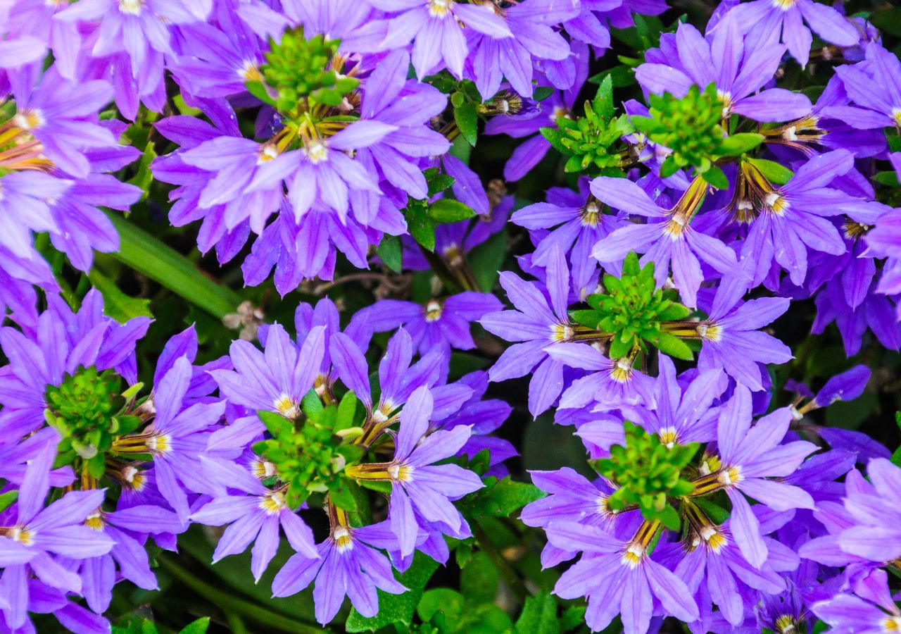 Scewola – kwiat, który nie boi się słońca i suszy