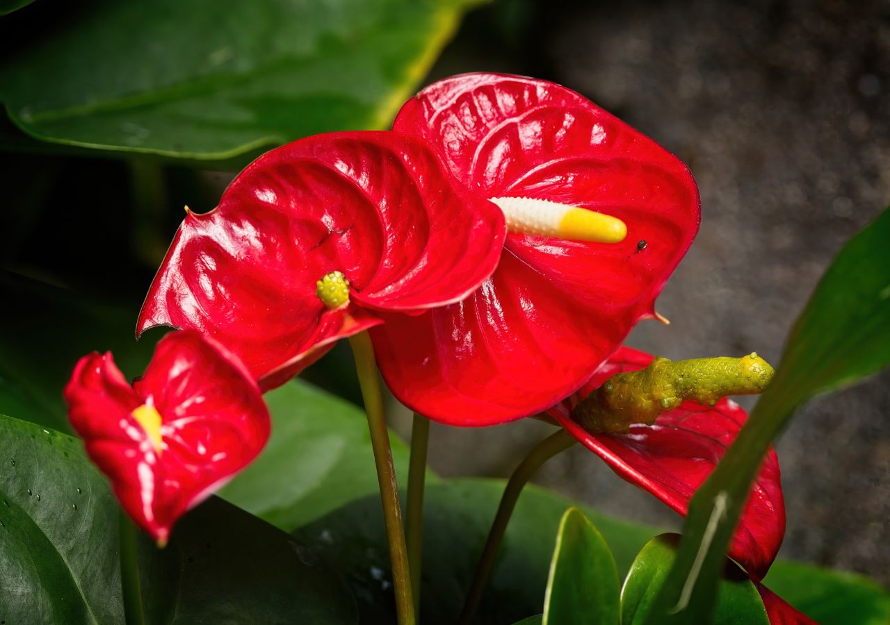 Kwitnące anturium z czerwonymi kwiatami