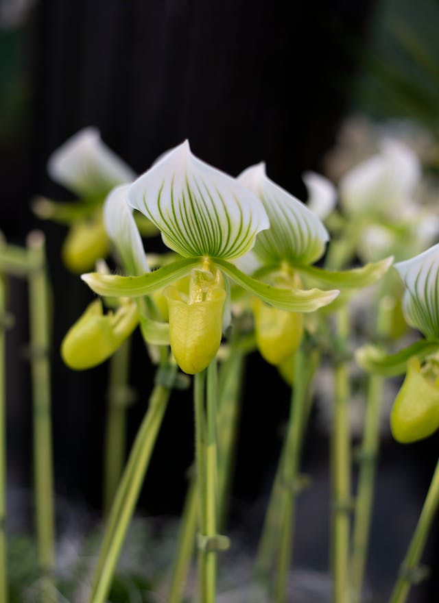 Białe storczyki sabotki