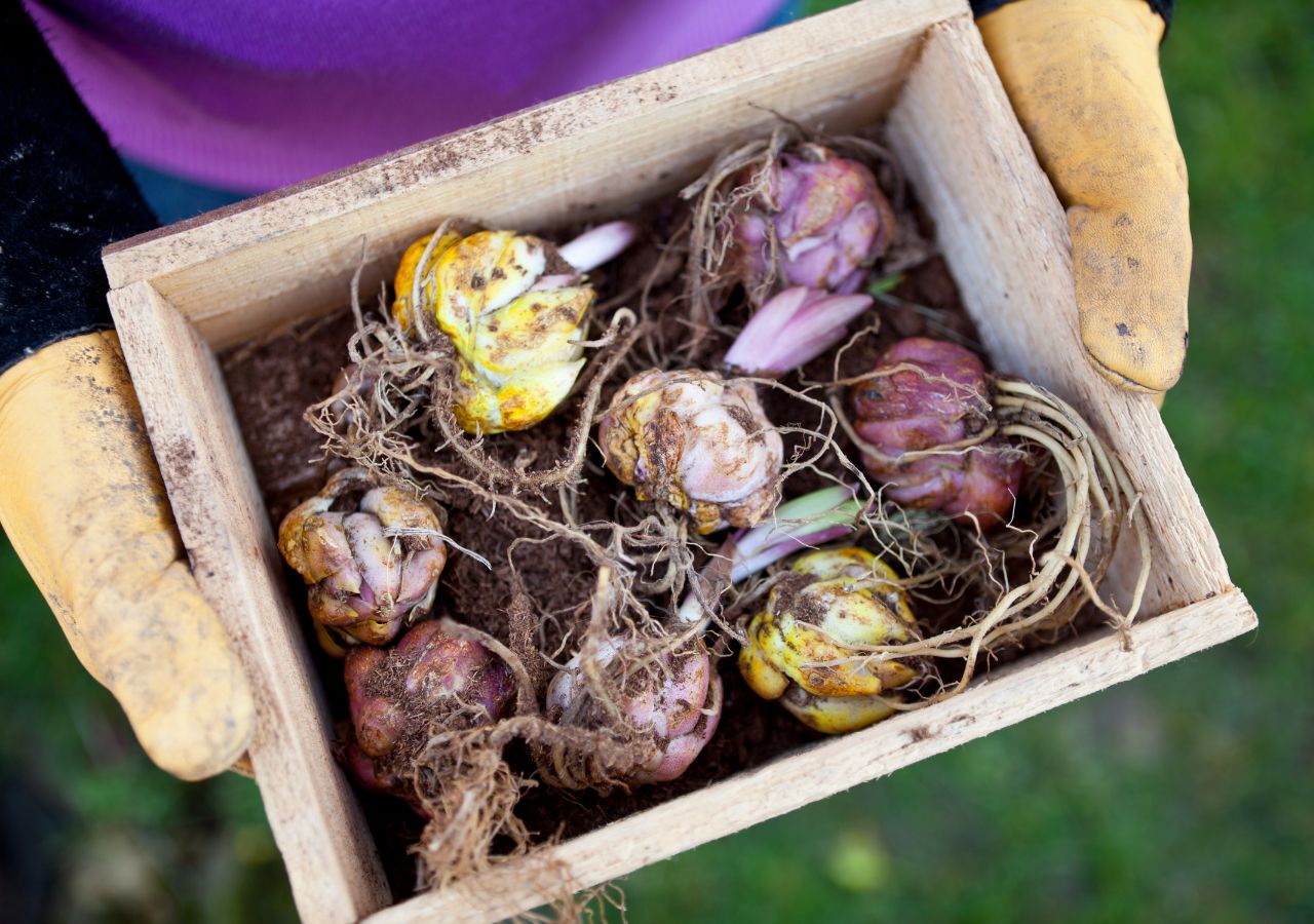 Sadzenie cebulek krok po kroku. Cebulko gotowe do posadzenia