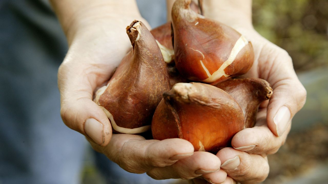 Cebulki tulipanów trzymane przez ogrodnika