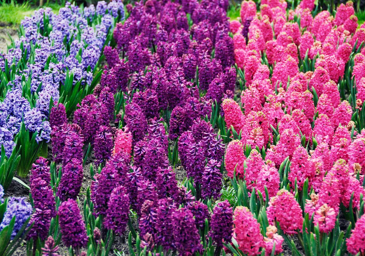 Rabata pełna kwitnących hiacyntów