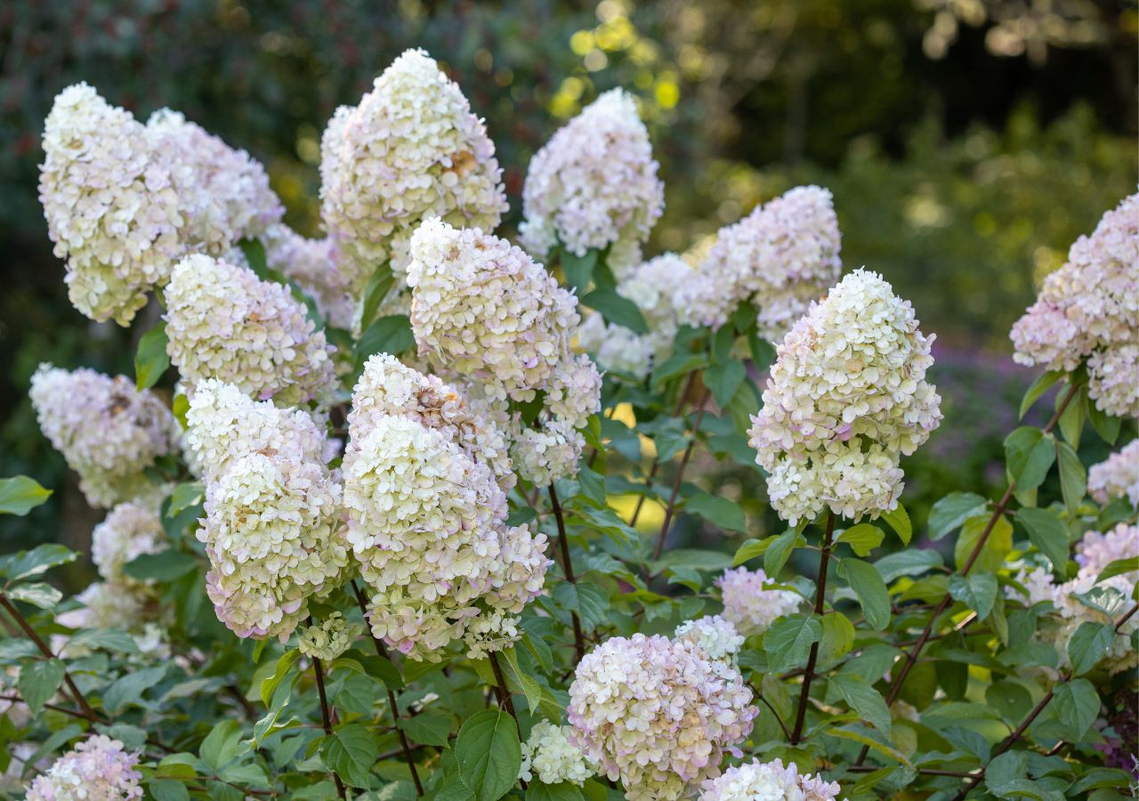 Kwitnąca hortensja bukietowa