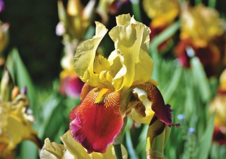 Irys bródkowy. Wrzesień to ostatni moment, aby sadzić te rośliny