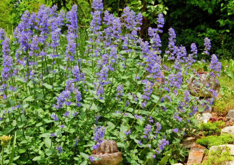 Kępa kwitnącej kocimiętki na ogrodowej rabacie
