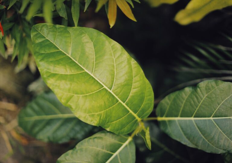 Mangostan właściwy w doniczce