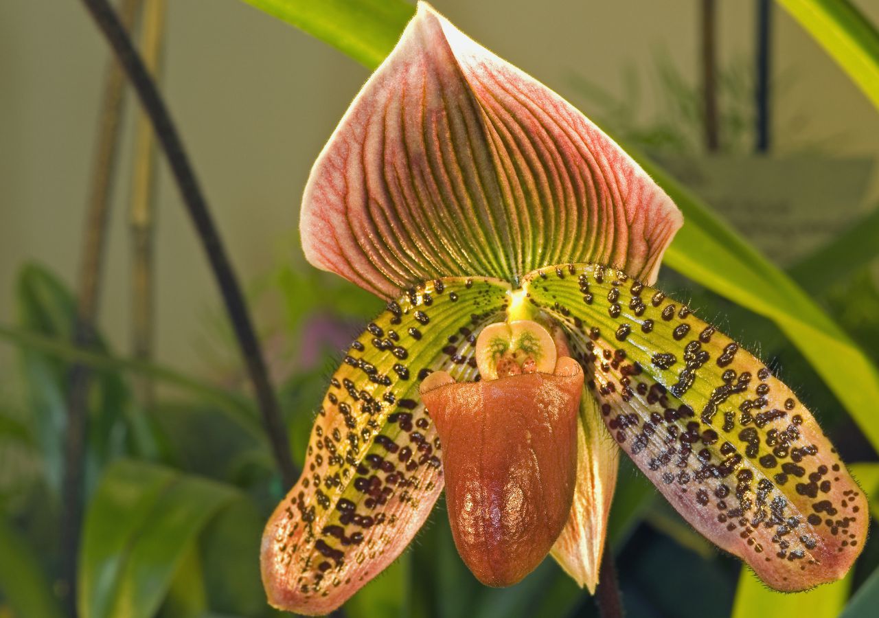 Kwitnący storczyk sabotek, czyli Paphiopedilum