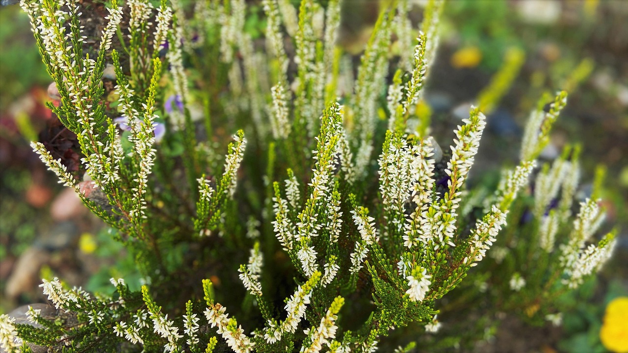 Kwitnące białe wrzosy