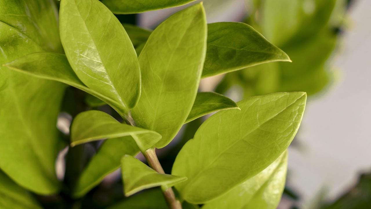 Liście zamiokulkasa