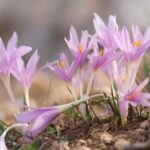 Kwitnące zimowity jesienne - trujące ro sliny nazywane jesiennymi krokusami