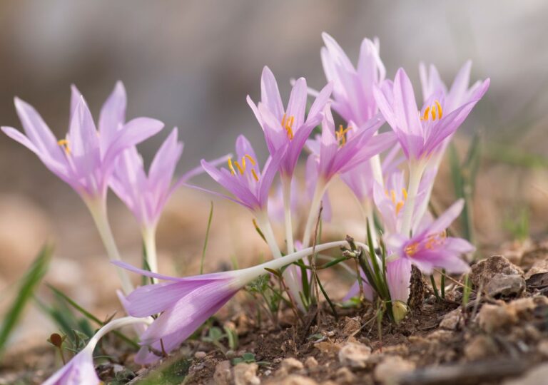 Kwitnące zimowity jesienne - trujące ro sliny nazywane jesiennymi krokusami