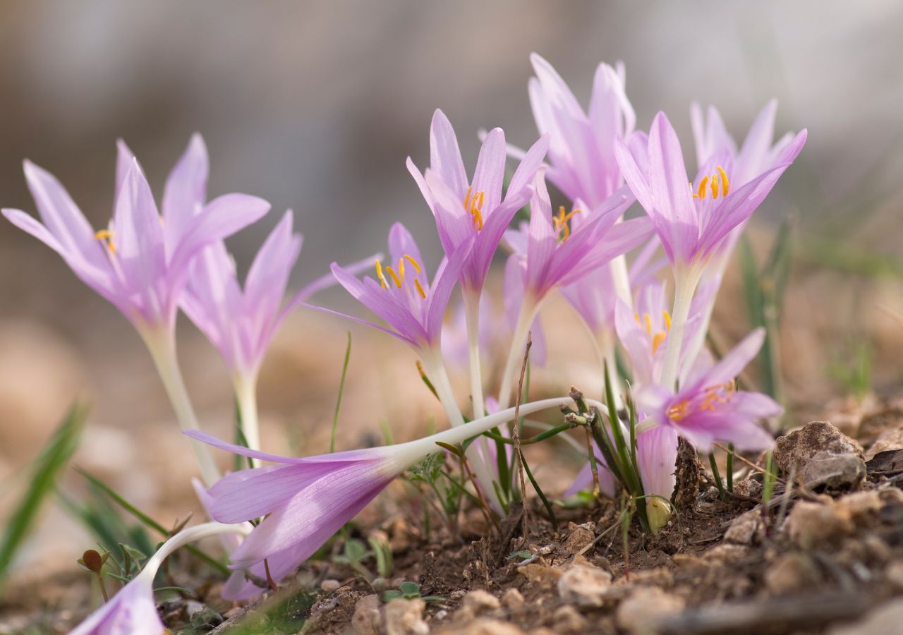Kwitnące zimowity jesienne - trujące ro sliny nazywane jesiennymi krokusami