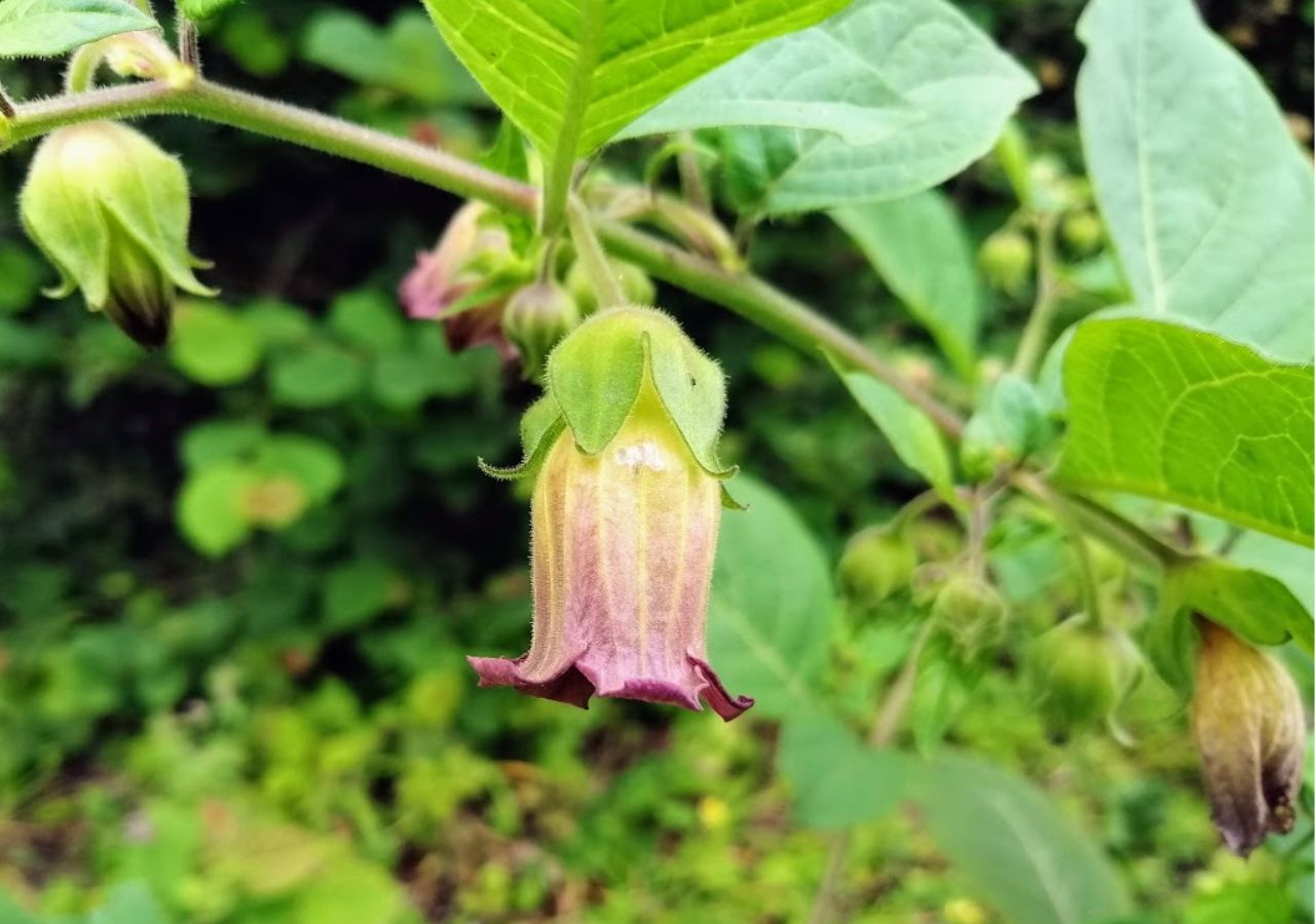 Pokrzyk wilcza jagoda (Atropa belladonna) - śmiertelnie trująca roślina, która jest w Polsce pod ochroną