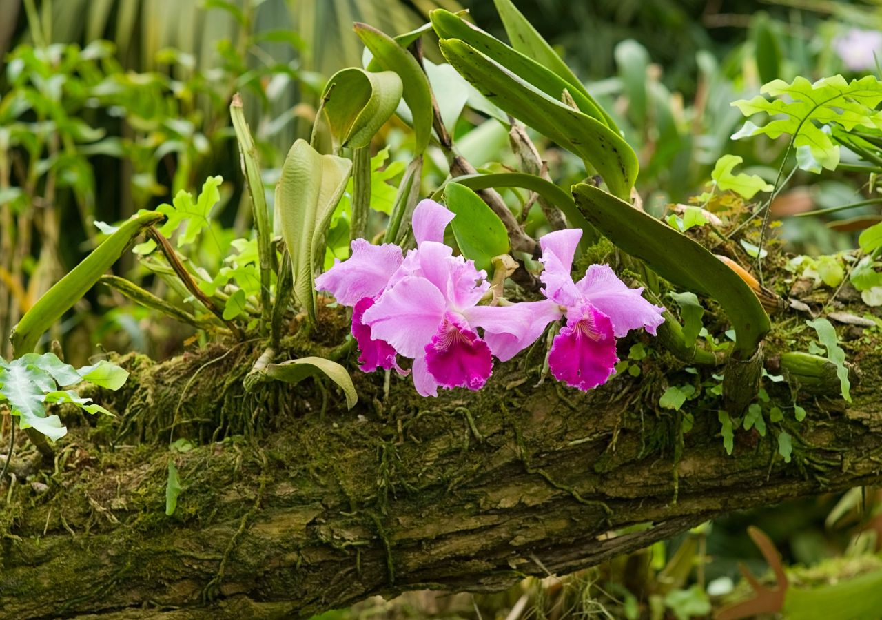 Katleje uprawiane w sposób naturalistyczny w orchidarium