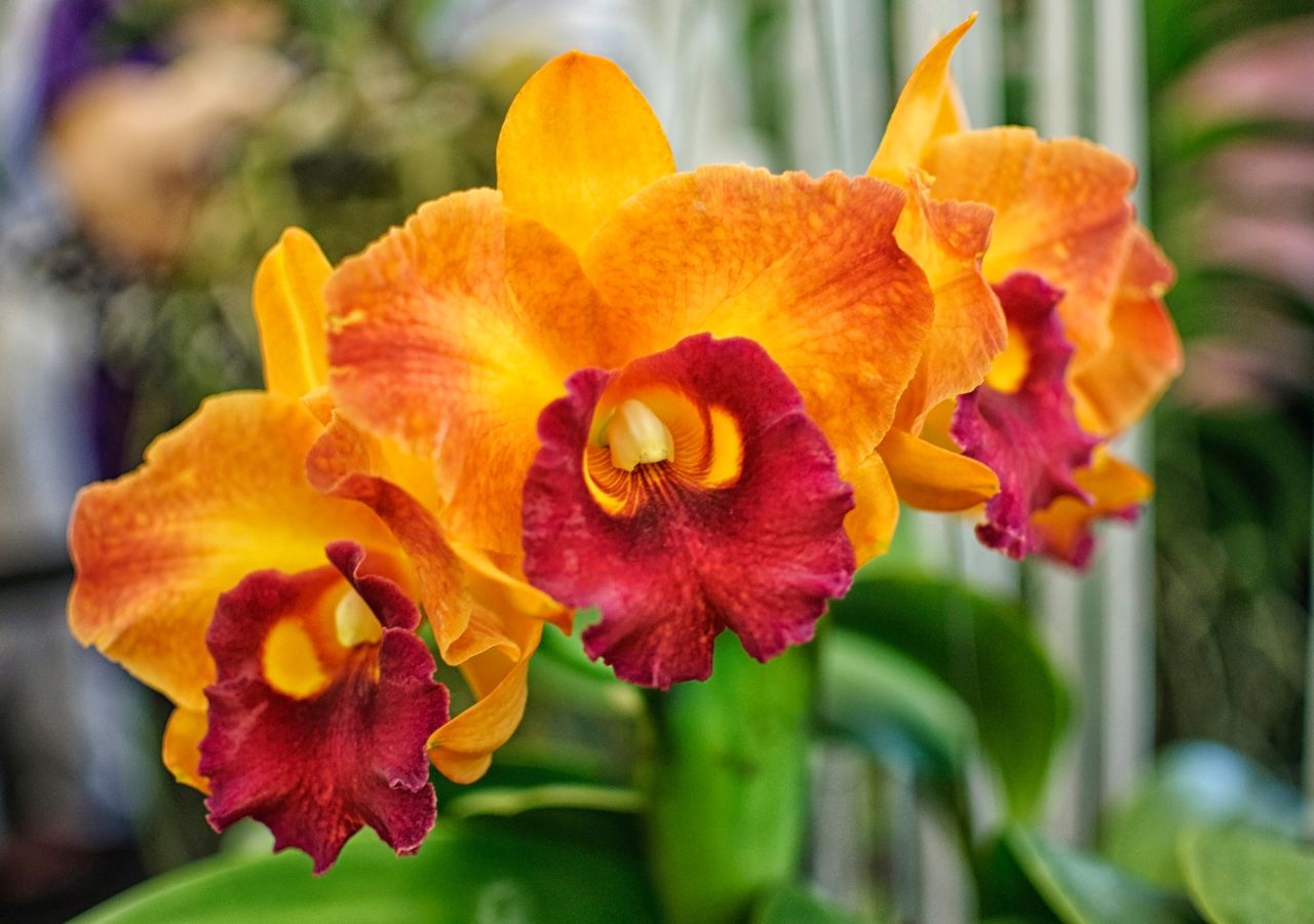 Kwiaty storczyka z rodzaju Cattleya w zbliżeniu